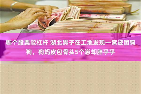 哪个股票能杠杆 湖北男子在工地发现一窝被困狗狗，狗妈皮包骨头5个崽却胖乎乎